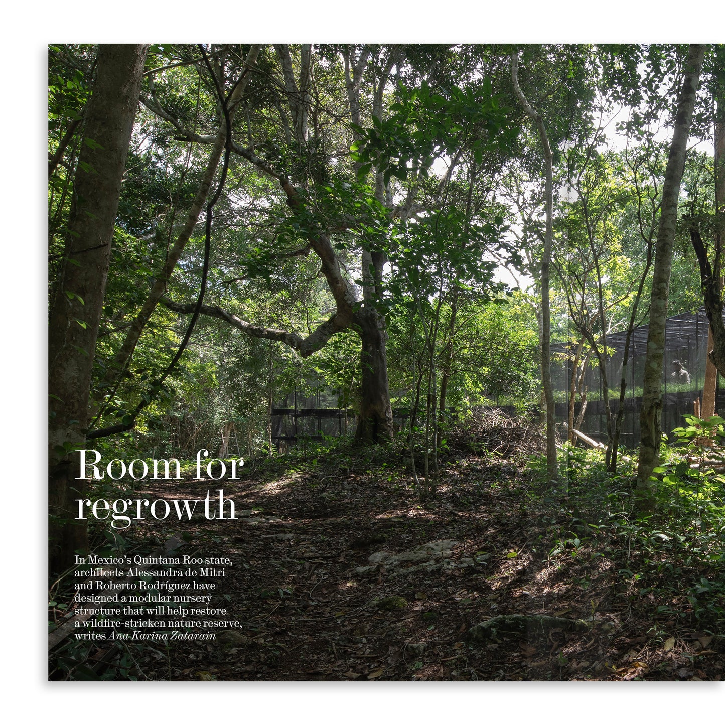 Forest: The Architectural Review 1524, September 2025